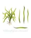 CHLOROPHYTUM COMOSUM BOTANICAL NURSE