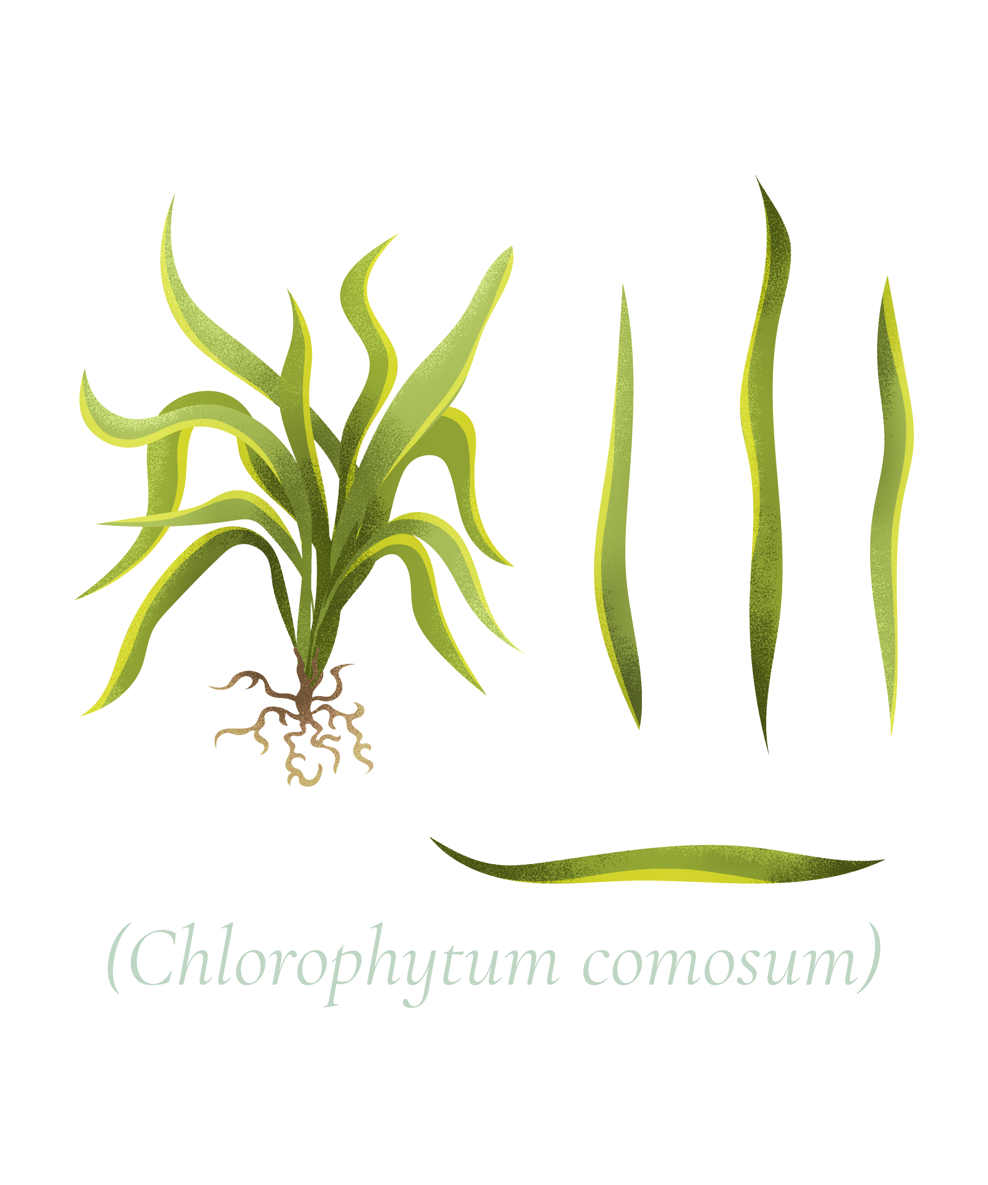 CHLOROPHYTUM COMOSUM BOTANICAL NURSE